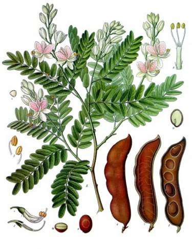 Image Credit: Franz Eugen Köhler, Köhler's Medizinal-Pflanzen 
Rights: Public Domain
Source:http://commons.wikimedia.org/wiki/File:Koeh-134.jpg Contact-image